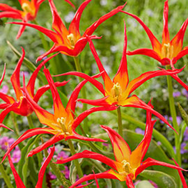 Lily-Flowering Tulip Go Go Red