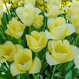 Triumph Tulip World Friendship