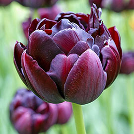 Double Peony Tulip Black Hero