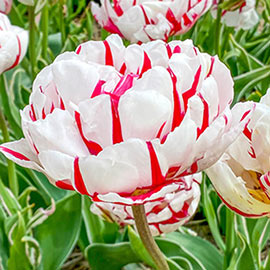 Double Peony Tulip Carnaval de Nice