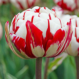 Double Peony Tulip Carnaval de Nice