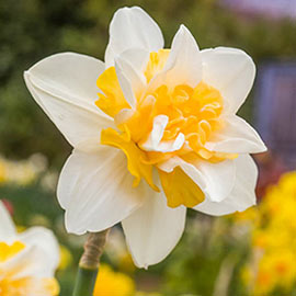 Double Daffodil Sweet Desire