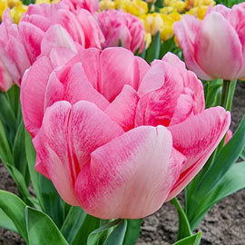Buy Double Tulip Foxtrot | K. Van Bourgondien Bulbs