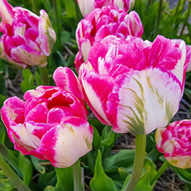 Buy Double Tulip Foxtrot | K. Van Bourgondien Bulbs