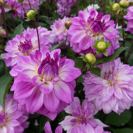 Decorative Dahlia Lake Michigan