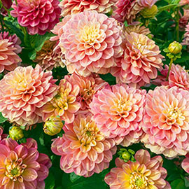 Border Decorative Dahlia Milena Fleur