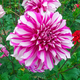 Dinnerplate Dahlia Radegast