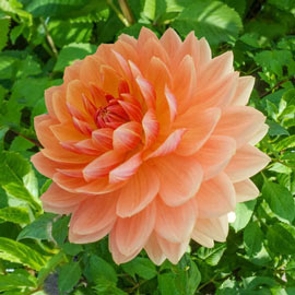 Decorative Dahlia Rancho