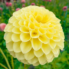 Giant Ball Dahlia Jowey Martina