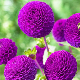 Pompon Dahlia Rocco