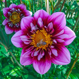 Collerette Dahlia Liquid Desire