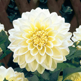 Large Decorative Dahlia White Perfection