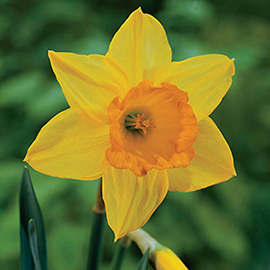 Large Cupped Daffodil Fortune