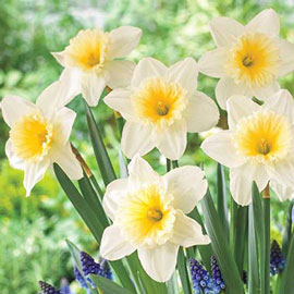 Large Cupped Daffodil Ice Follies