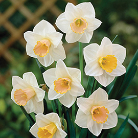 Large Cupped Daffodil Salome