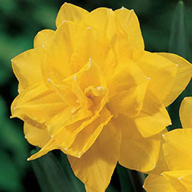 Double Daffodil Golden Ducat