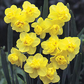 Double Daffodil Yellow Cheerfulness
