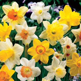 Daffodil Mixed