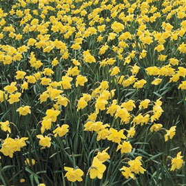 Large Cupped Daffodil Carlton