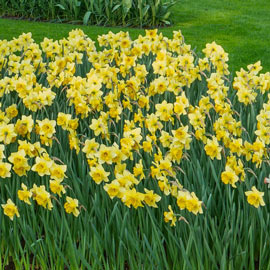 Large Cupped Daffodil Carlton