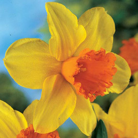 Large Cupped Daffodil Fortissimo
