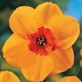 Large Cupped Daffodil Ambergate