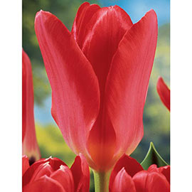 Fosteriana Tulip Red Emperor