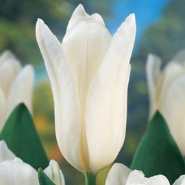 Fosteriana Tulip White Emperor