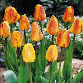 Darwin Hybrid Tulip Beauty of Apeldoorn