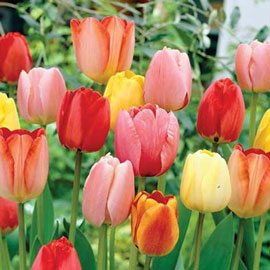 Darwin Hybrid Mixed Mid-Season Blooming Tulips