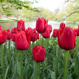 Mayflowering Tulip Kingsblood