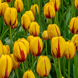 Mayflowering Tulip La Courtine