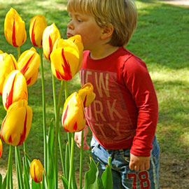 Mayflowering Tulip La Courtine