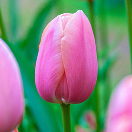 Mayflowering Tulip Menton