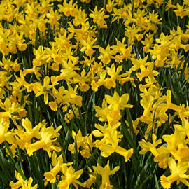 Fragrant Daffodil 'February Gold'