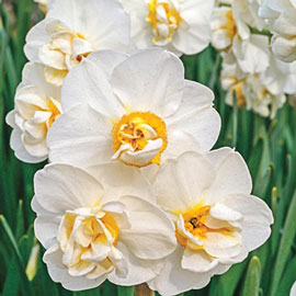 Fragrant Gardenia Daffodil (N. Cheerfulness')
