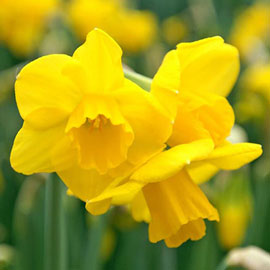 Fragrant Daffodil Jonquil 'Quail'
