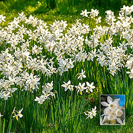 Naturalizing Daffodils