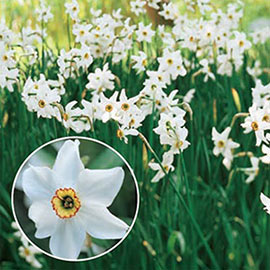 Fragrant Daffodil 'Pheasant's Eye'
