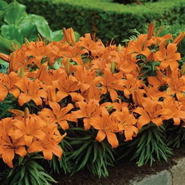 Asiatic Lily Apeldoorn