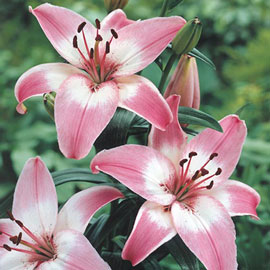 Asiatic Lily Montreux