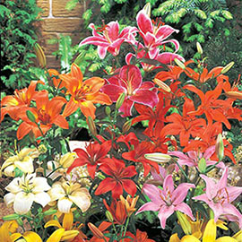 Asiatic Lily Mixed