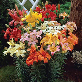 Asiatic Lily Mixed