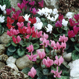 6 Months of Mixed Hardy Cyclamen