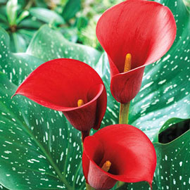 Hybrid Calla Lilies Red Alert