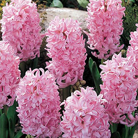 Hyacinth Pink Frosting (Fondant)