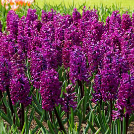 Hyacinth Woodstock 