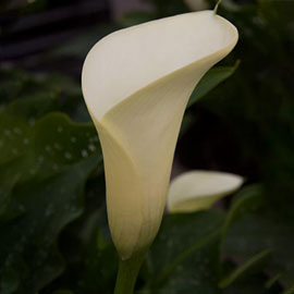 Free-Flowering Hybrid Calla Lily Intimate Ivory
