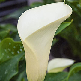 Free-Flowering Hybrid Calla Lily Intimate Ivory
