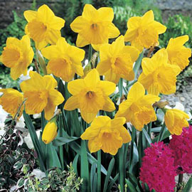 Yellow Daffodils Bushel Without Basket